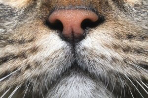 Interessante fakta om kattes lugtesans