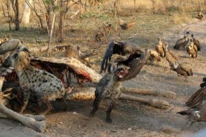 Eksempler på kleptoparasitisme og andre interessante fakta