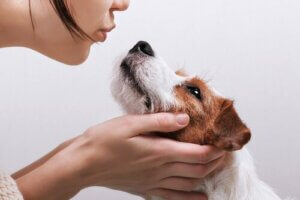 Campylobacteriose hos hunde