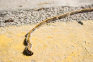 Interessante fakta om pinje processionsspinderen