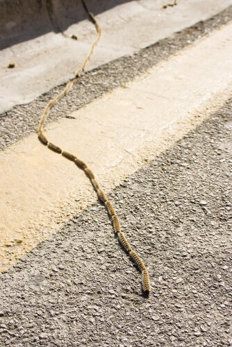 Pinje processionsspinderen på trappe