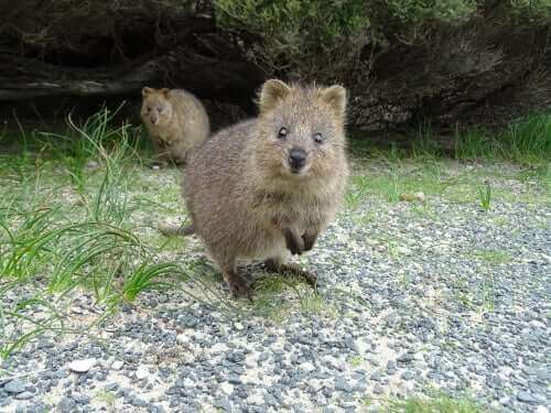 Mød quokkaen: Det gladeste dyr i verden