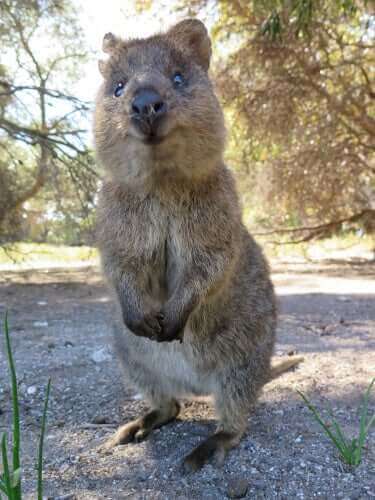 quokkaen smiler altid