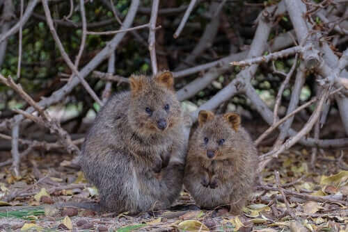en lille quokka familie
