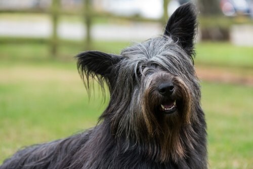 Skye Terrier skiller sig ud på grund af dens langstrakte krop og korte, muskuløse lemmer