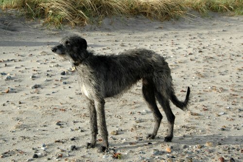 Den skotske hjortehund har et utroligt syn og hastighed, hvilket gør den til den ideelle hund til jagt på hjorte