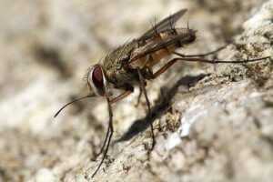 Tips til at undgå stikfluer på hunde