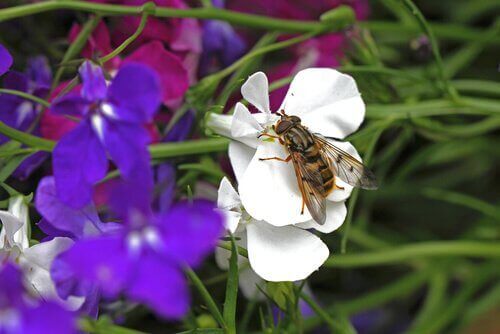 Stikfluer på hunde er en almindelig plage, selvom den her ses på en blomst