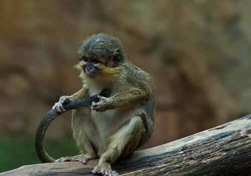 Eksempel på talapoin aber, der leger