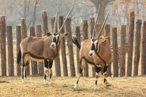Alt om den tibetanske antilope