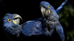 Forstår papegøjer, hvad de siger?