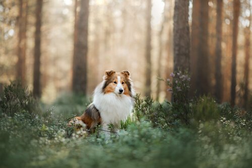 her holder hund vagt i skoven