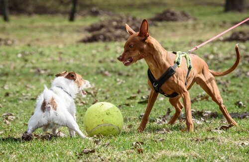 Hunde kan blive aggressive på grund af ejernes adfærd