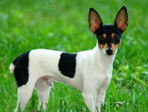 Alt om amerikansk toy terrier