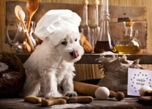 Hvad er BARF til hunde?