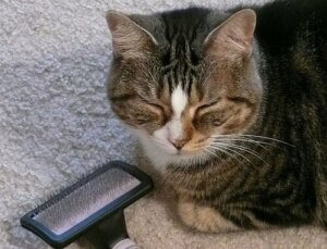 Hvordan skal du børste en kat?