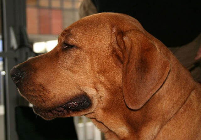 Hund har en smuk gylden farve