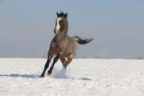 Amerikansk curly-hest på eng