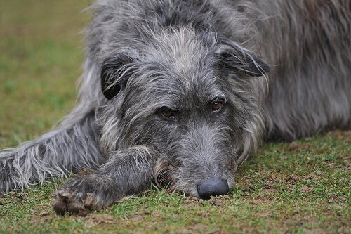 hunden hviler sig