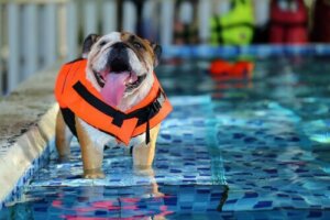 Kurbade til hunde i Spanien