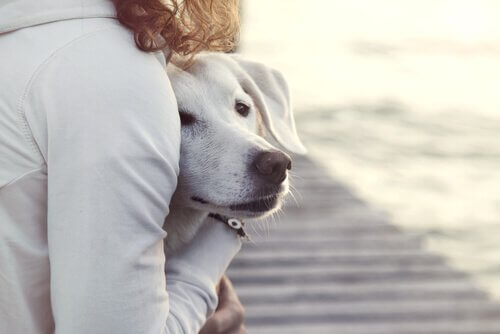 Når hunde ikke kan lide gæster: Tips til ejeren
