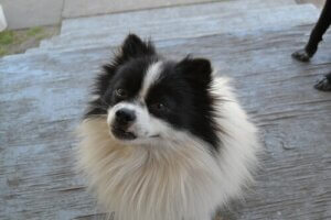 Forsigtig! Hunde husker alt, hvad du gør