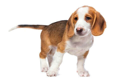 Denne hunderace er muligvis lille i størrelsen, men de er fulde af energi