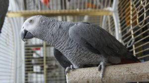 Forstår papegøjer, som denne grå jacopapegøje, hvad mennesker siger?