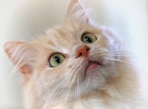 Sådan kan du træne en kat med en klikker