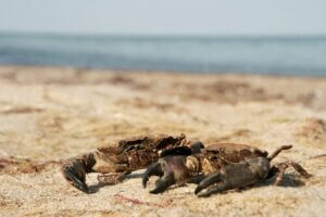 Forskellen mellem almindelige krabber og fløjlkrabber
