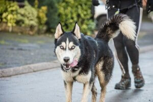 Sådan kan man tabe sig med en hund
