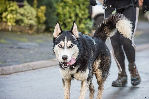 Sådan kan man tabe sig med en hund