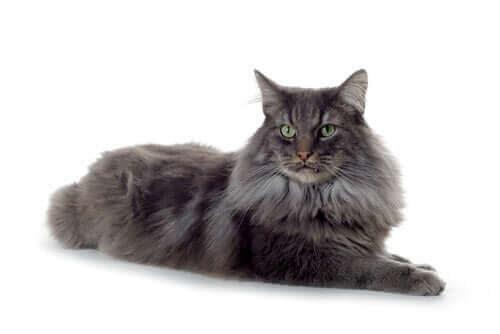 Der er meget, der tyder på, at den norske skovkat er en af de ældste katteracer i verden