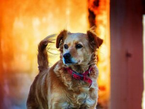 Generel information om dyrs rettigheder