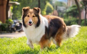 Karakteristika ved Shetland Sheepdog