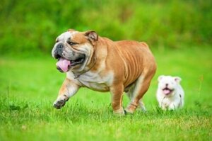 Brachycephalt syndrom hos hunde