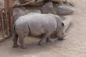 Er alle dyr i fare for at blive udryddet?