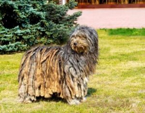 Bergamasco hunden: En hyrdehund