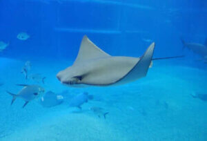 Hvad er elektriske fisk? Der findes flere typer