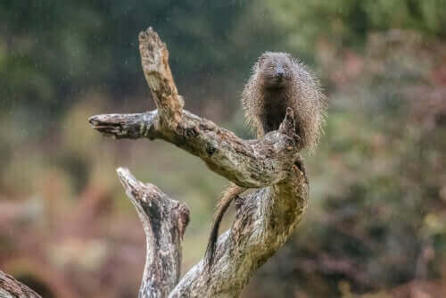 Faraototter har en lang krop, der ligner væsler