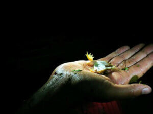 At spille død - Hvorfor gør dyr dette?