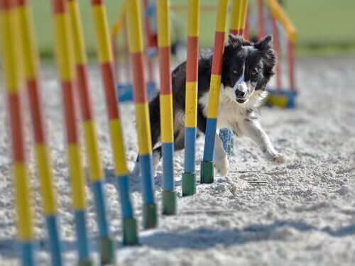 en hund i gang med agility
