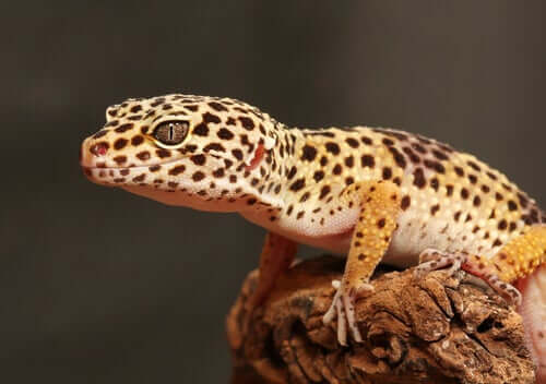 Opdræt og pleje af leopardgekko