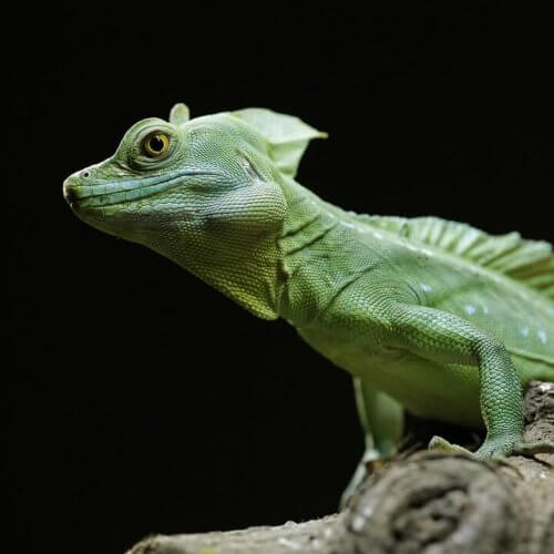 Grøn basilisk: Pleje og karaktertræk