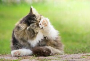 6 måder at undgå hårbolde hos katte på