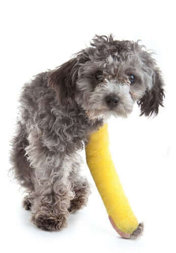 Hund med brækket ben