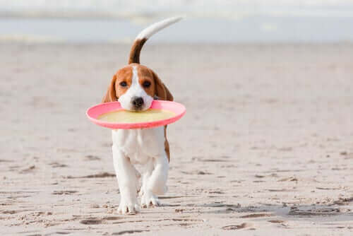 En hund henter frisbee