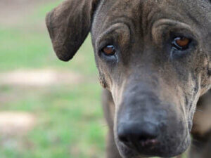 Dyrs følelser - Kan hunde græde som mennesker?
