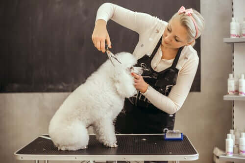 Barbone hunden bliver klippet