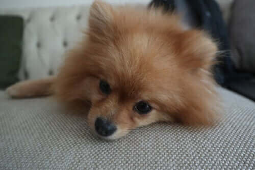 Hund hviler sig på sofa